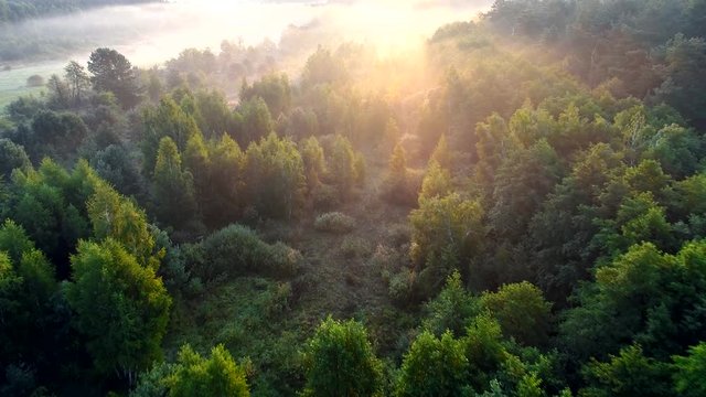 Flying over green forest at sunrise. Aerial view