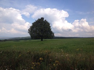 Baum vor Wolkenhimmel