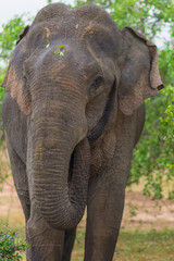Fototapeta na wymiar Sri Lankan Elephant in the national park Yala, is the most visited, second largest and oldest protected area in Sri Lanka. Situated in the south east, the national park has a large varied biodiversity