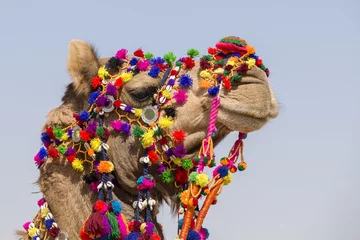 Papier Peint photo Chameau Decorated camel at Desert Festival in Jaisalmer, Rajasthan, India.