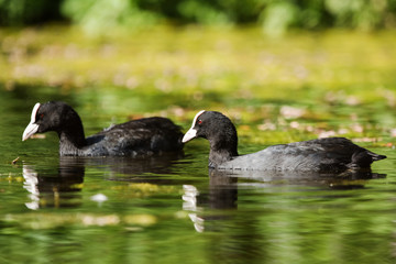 Eurasian Coot, Coot, Fulica atra