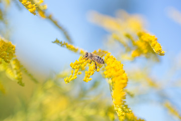 Solidago, goldenrod yellow flowers in summer. Lonely bee sits on a yellow flowering goldenrod and collects nectar