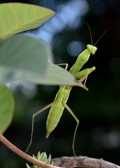 green praying mantis stands on plants