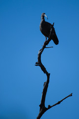 Pantanal, Brazil: Cayenne ibis (Mesembrinibis cayennensis) on blue sky.