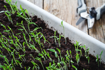 Closeup view of growth green grass