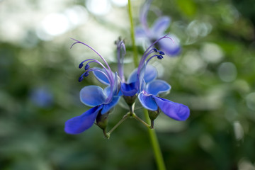 Fototapeta na wymiar Clerodendrum Ugandense; Rotheca Myricoides, Blue Flower Also Known as Butterfly Bush