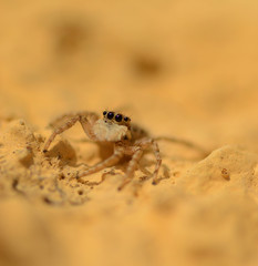 Salticidae