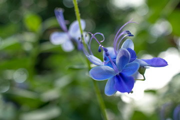 Clerodendrum Ugandense; Rotheca Myricoides, Blue Flower Also Known as Butterfly Bush