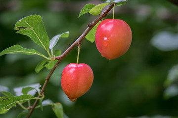 Obraz premium Fresh red plums hanging in the tree