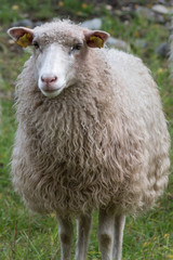 Front view closeup of a white sheep