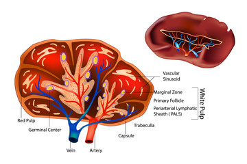 Spleen anatomy