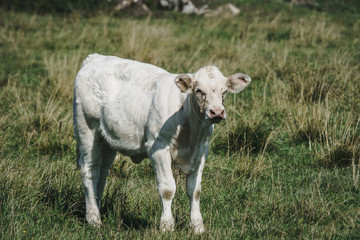 Young white calf on a green field