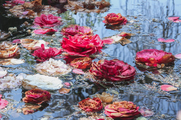 róże na wodzie