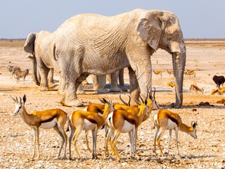 Herd of impalas and elephants at waterhole, Etosha National Park, Namibia, Africa. - obrazy, fototapety, plakaty