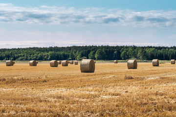 Harvested hay field with lot of round bales