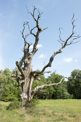 Old dry only unique oak