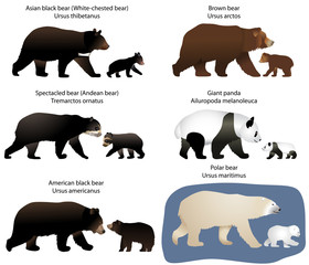 Collection of different species of bears and bear-cubs