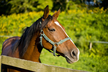 Obraz premium サラブレット