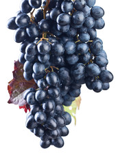 Grapes bunch  isolated on white background.