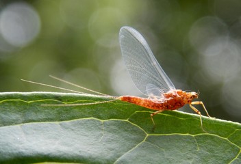 orange bug with wings on the sheet