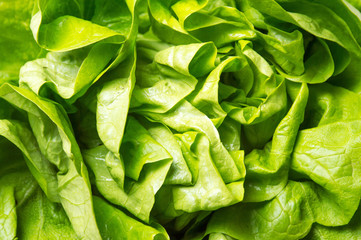 Lettuce green salad background pattern