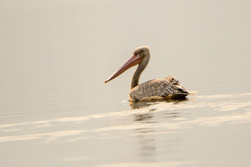 pink backed pelican swimming