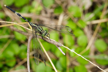 Image of green tiger skimmer dragonfly (Orthetrum sabina ) on nature background. Insect Animal