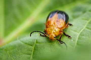 Image of Twin-spotted Beetle (Oides andreweisi) on green leaves. Insect Animal