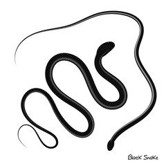 Black viper snake vector