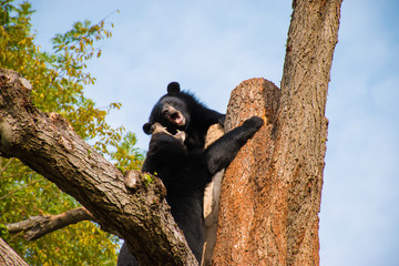 Two black bears fighting with open mouth on top of a tree.