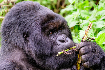 Obraz premium Head shot of a silverback mountain gorilla feeding