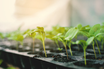 Tomato plant on pot before planting in garden
