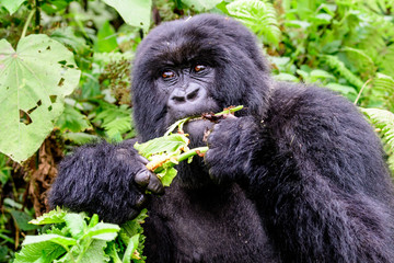 female mountain gorilla feeding avidly