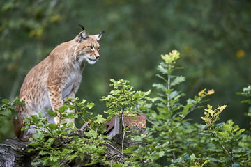 Europäischer Luchs Lynx