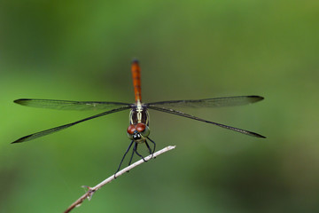 Image of Asiatic Blood Tailed Dragonfly(female) on dry branches. Insect Animal. (Lathrecista asiatica)