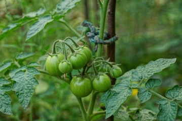 много мелких зелёных помидоров на ветке куста