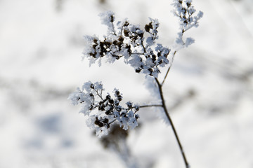Dry plant covered with rime
