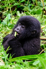Close up of a baby mountain gorilla in the leaves
