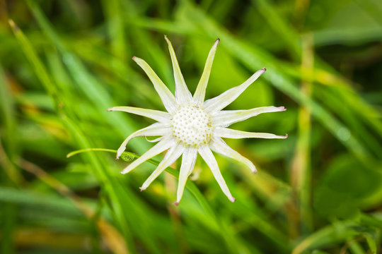 Close up of a dandelion flower with no petals and white leaves spread out like a star