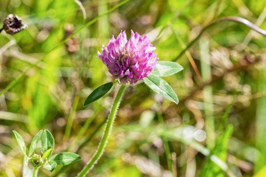 Close up of a Red Clover wildflower growing in the summer sunshine