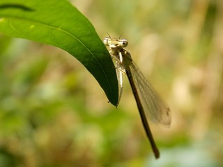small dragonfly on the green list