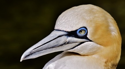 Close up of a beautiful Gannet Seabird