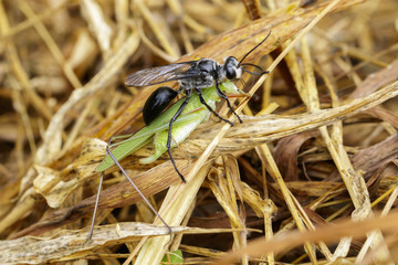 Image of Great Black Wasp (Sphex pensylvanicus) going to eat grasshopper. Insect Animal