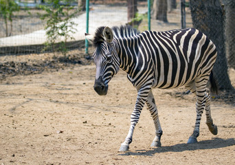 Fototapeta na wymiar Image of an zebra on nature background. wild animals.