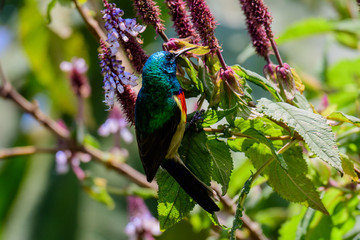 Rwenzori double-collared sunbird resting on a twig