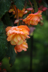 Orange begonias hanging in a garden. Large hanging variety.