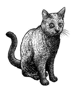 Black cat illustration, drawing, engraving, ink, line art, vector
