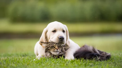 Fotobehang schattige puppy een kattenvriendschap © okeanaslt