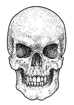 Scary skull illustration, drawing, engraving, ink, line art, vector