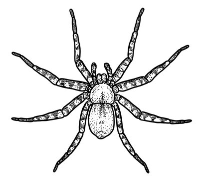 Spider illustration, drawing, engraving, ink, line art, vector
